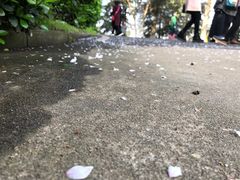 -武汉大学-樱园