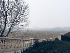 -龙谕酒庄