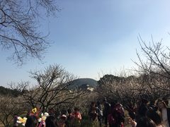 -香雪海