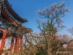 -梅花山(明孝陵内)