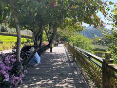 -雁南飞茶田景区
