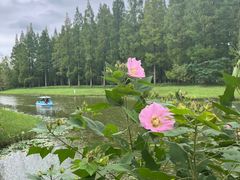 -黄海国家森林公园