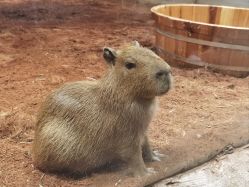 -Zoolung Zoolung动物主题公园(海信广场店)