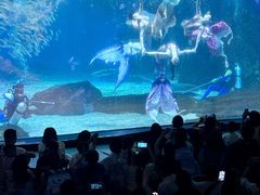 -海合安成都极地海洋公园