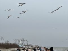 -天津妈祖文化园