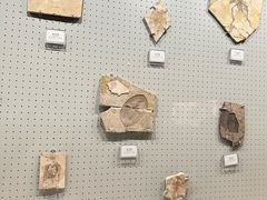 -辽宁古生物博物馆