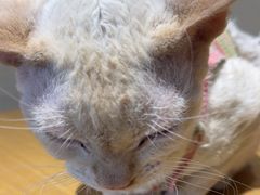 -藏猫猫咖啡主题馆(中央大道店)