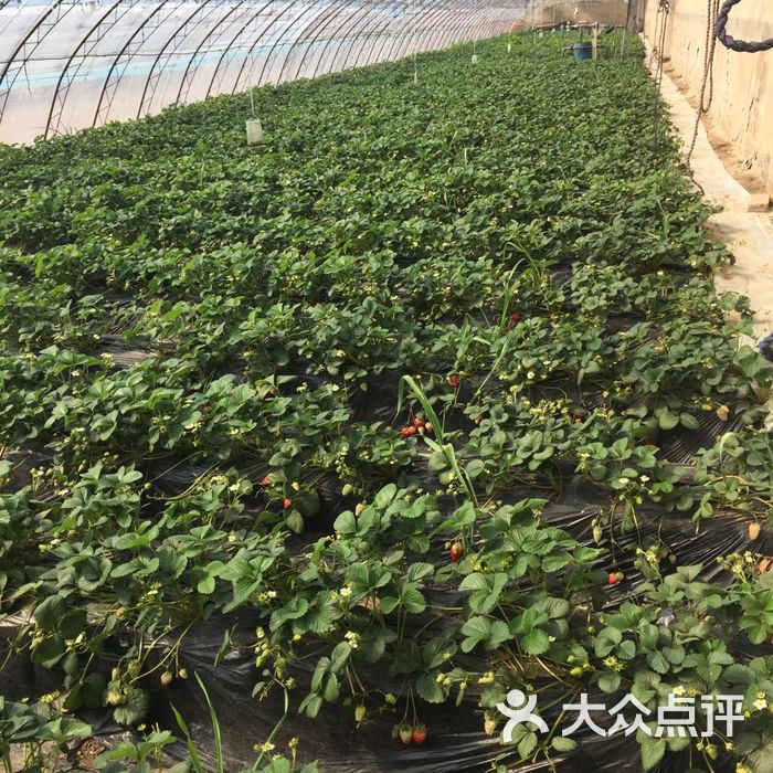 夏场8号棚草莓采摘园图片-北京采摘/农家乐-大众点评网