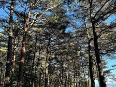 -帽儿山国家森林公园