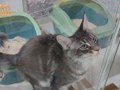 -糯米喵星人总部直营旗舰店·猫舍·幼猫出售