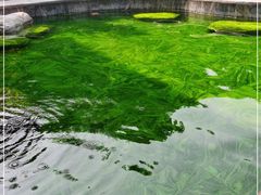 -英德宝晶宫天鹅湖茶语温泉