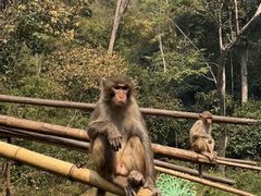 -西双版纳原始森林公园