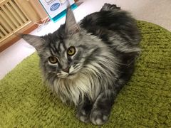 -猫和宫(六道口店)