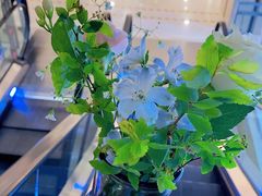 -BOBLOOM花店(宝龙旭辉广场店)