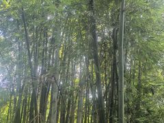 -黄埔油麻山森林公园