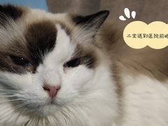 -四月宠物医院·猫专科·心脏专科·内科(转塘店)
