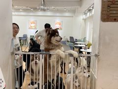 -Let's go狗咖·猫咖·奶狗·桌游(春熙路IFS店)