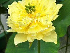 -云溪植物园