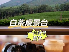 -白茶原·一片叶子