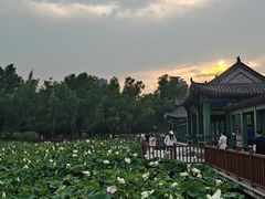 -莲花池公园