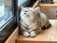 -有喵·猫咖·狗咖·30几只猫10只小狗(岗厦店)