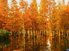 -白鹭湾湿地公园