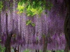 -嘉定紫藤园