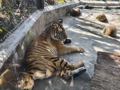 -海南热带野生动植物园