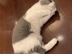 -猫大福·Fortune Cat猫舍(百子湾店)