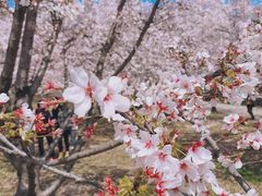 -苏州上方山国家森林公园