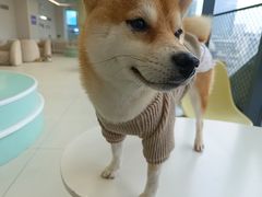 -怪兽屋·羊驼·猫咖·狗咖(俊华广场店)