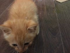 -艾贝尔宠物医院·狂犬免疫点(江山金象城店)
