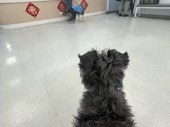 -中国农业大学动物医院