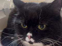 -瑞派康怡24h宠物医院·犬猫医疗中心·微创绝育(瑞景分院)