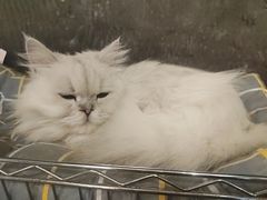 -猫猫幼稚园·撸猫·桌游·电玩