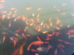 -西湖外事游船(花港观鱼码头)