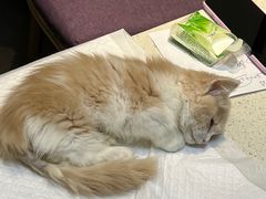 -宠爱国际动物医院· 猫科· 外科·中兽医(长白店)