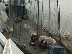 -喜杨洋草莓采摘园