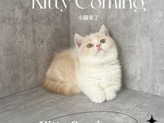 -小猫来了·猫舍(红山六九七九店)