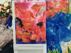 -循礼门鲜花花市(武汉循礼门店)