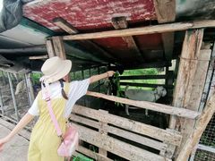 -樂桃源奉贤黄桃种植采摘基地