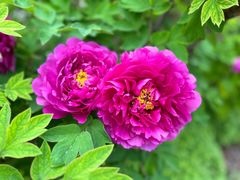 -洛阳周公庙博物馆