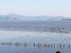 -深圳湾公园(南山区)