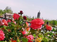 -西海子公园