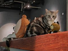 -咖法森林·咖啡  酒吧(天河店)