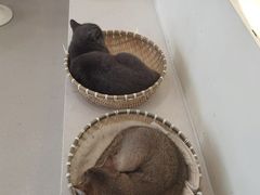 -共舞时光猫咖·狗咖(新街口店)