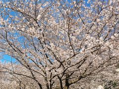 -苏州上方山国家森林公园