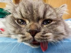 -艾贝尔宠物医院·24H转诊中心·肿瘤猫专科(江宁双龙店)