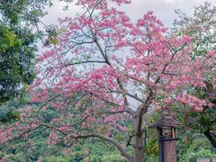 -风云岭森林公园
