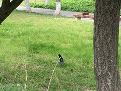-莲花山花海